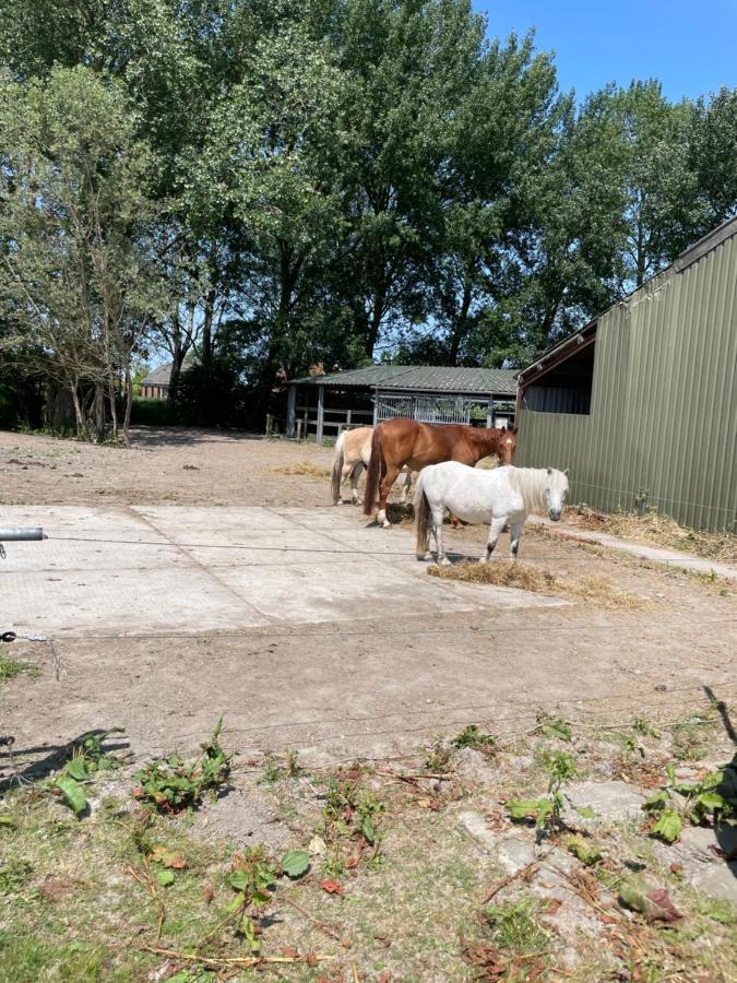 The Horse Farm Bed & Breakfast Garnwerd Luaran gambar